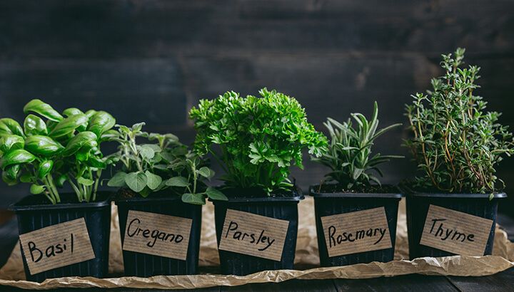 How to grow your own medicinal garden
