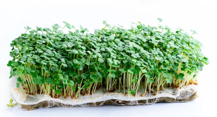 AdobeStock 240972957